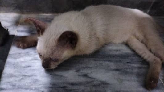 Pure semi female kitten available