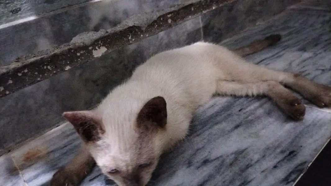 Pure semi female kitten available — photo 2