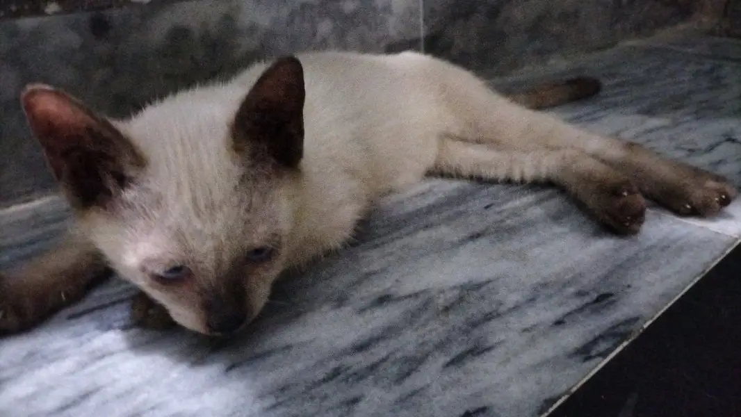 Pure semi female kitten available — photo 3