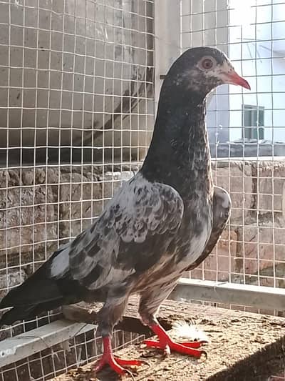 baby pigeon for sale