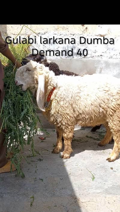 2 larkana Dumba 1 Turkey Dumba For Sale location Karachi ORANGI Twon
