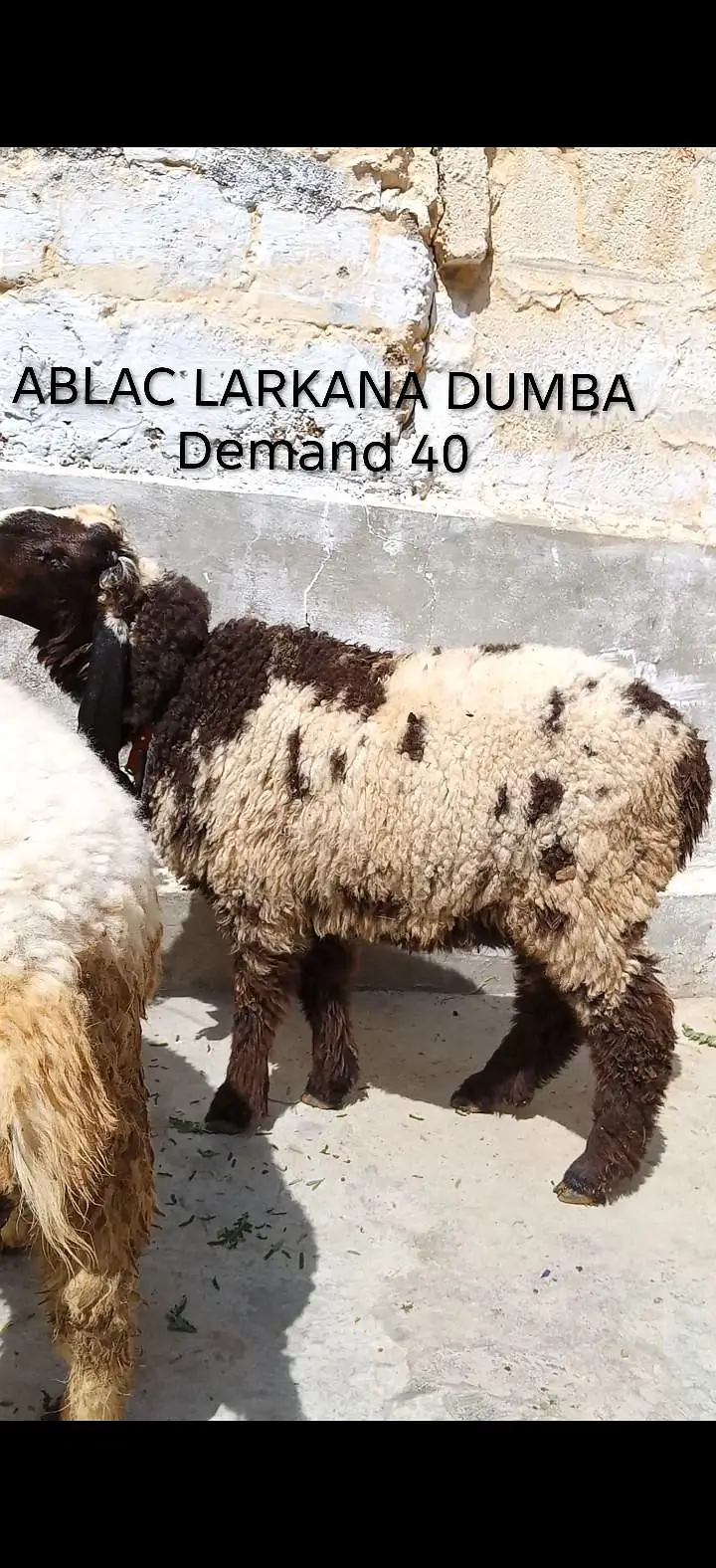 2 larkana Dumba 1 Turkey Dumba For Sale location Karachi ORANGI Twon — photo 2