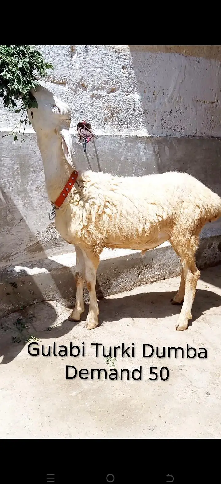 2 larkana Dumba 1 Turkey Dumba For Sale location Karachi ORANGI Twon — photo 3