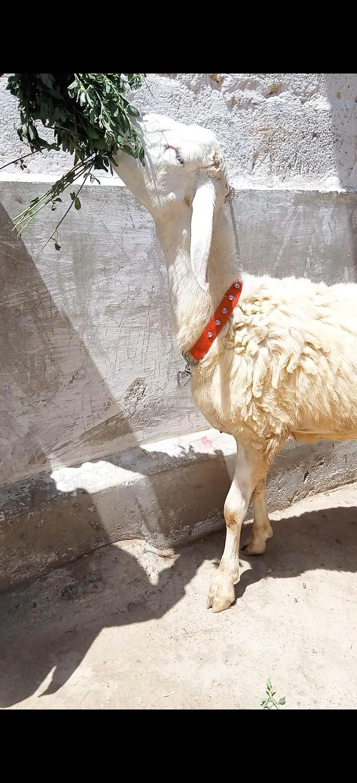 2 larkana Dumba 1 Turkey Dumba For Sale location Karachi ORANGI Twon — photo 4