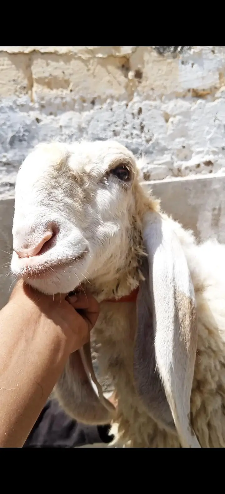 2 larkana Dumba 1 Turkey Dumba For Sale location Karachi ORANGI Twon — photo 5