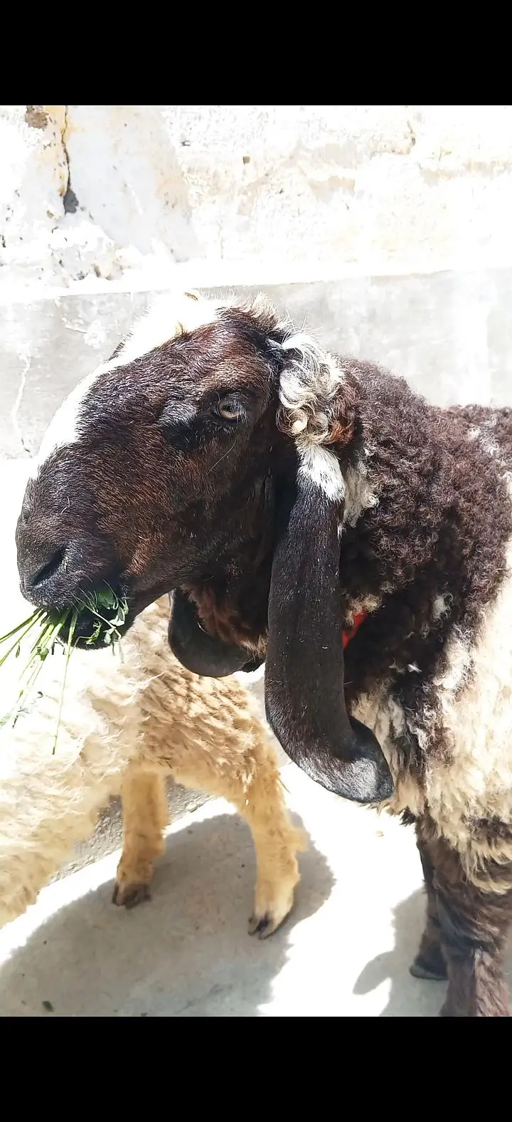 2 larkana Dumba 1 Turkey Dumba For Sale location Karachi ORANGI Twon — photo 6