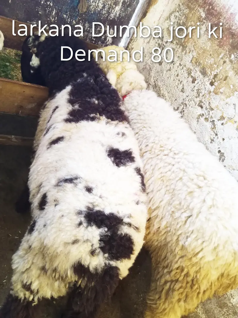 2 larkana Dumba 1 Turkey Dumba For Sale location Karachi ORANGI Twon — photo 7