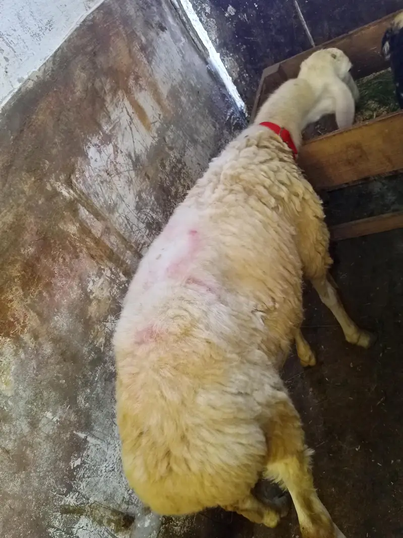 2 larkana Dumba 1 Turkey Dumba For Sale location Karachi ORANGI Twon — photo 8