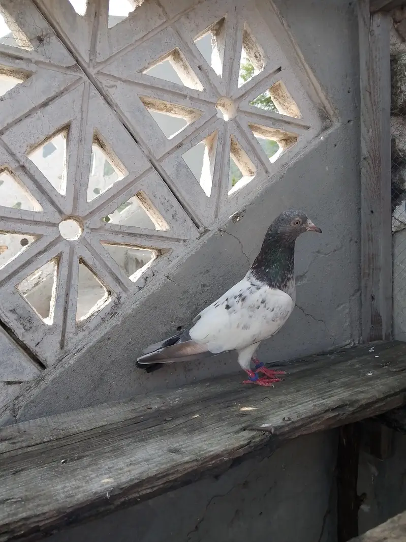 pair for sale — photo 4