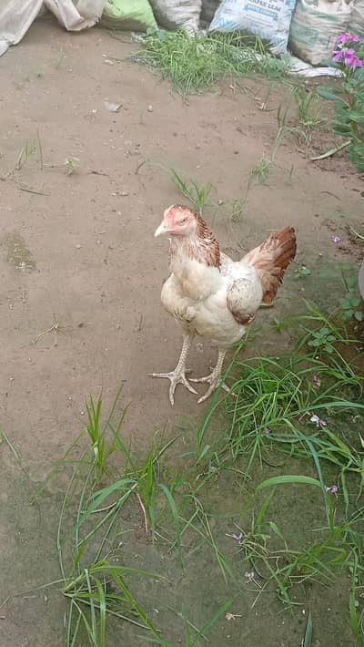 Sindhi aseel females