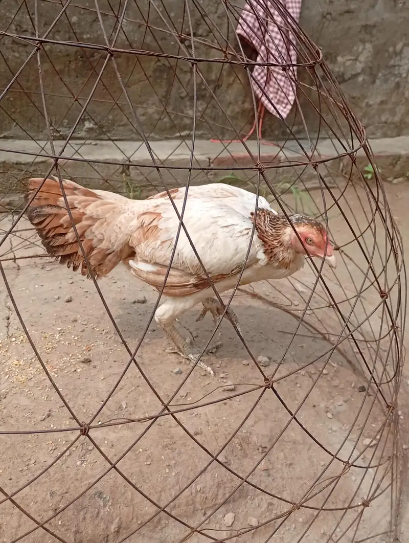 Sindhi aseel females — photo 5