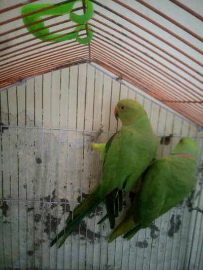 hand tam parrot