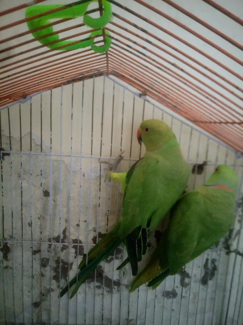 hand tam parrot