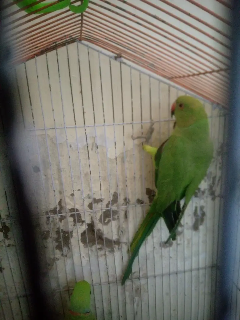 hand tam parrot — photo 2