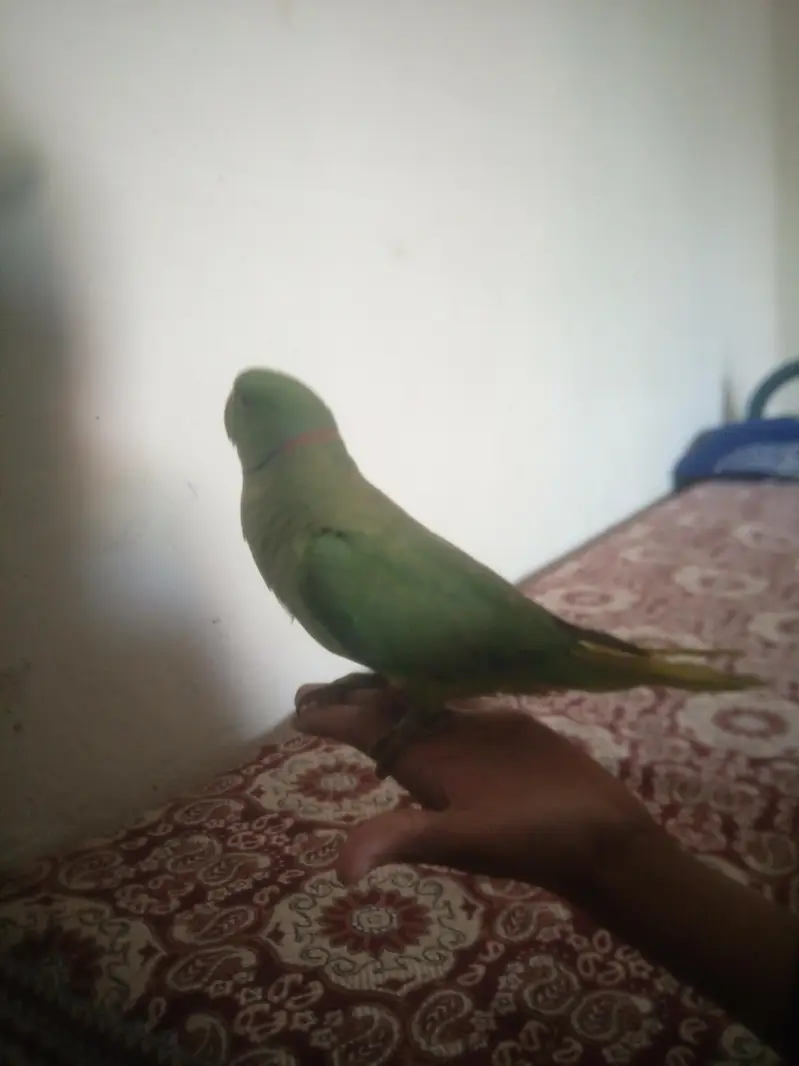 hand tam parrot — photo 3