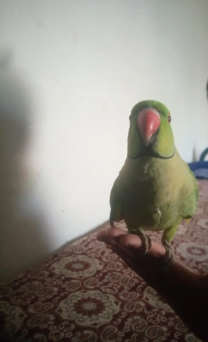 hand tam parrot — photo 4