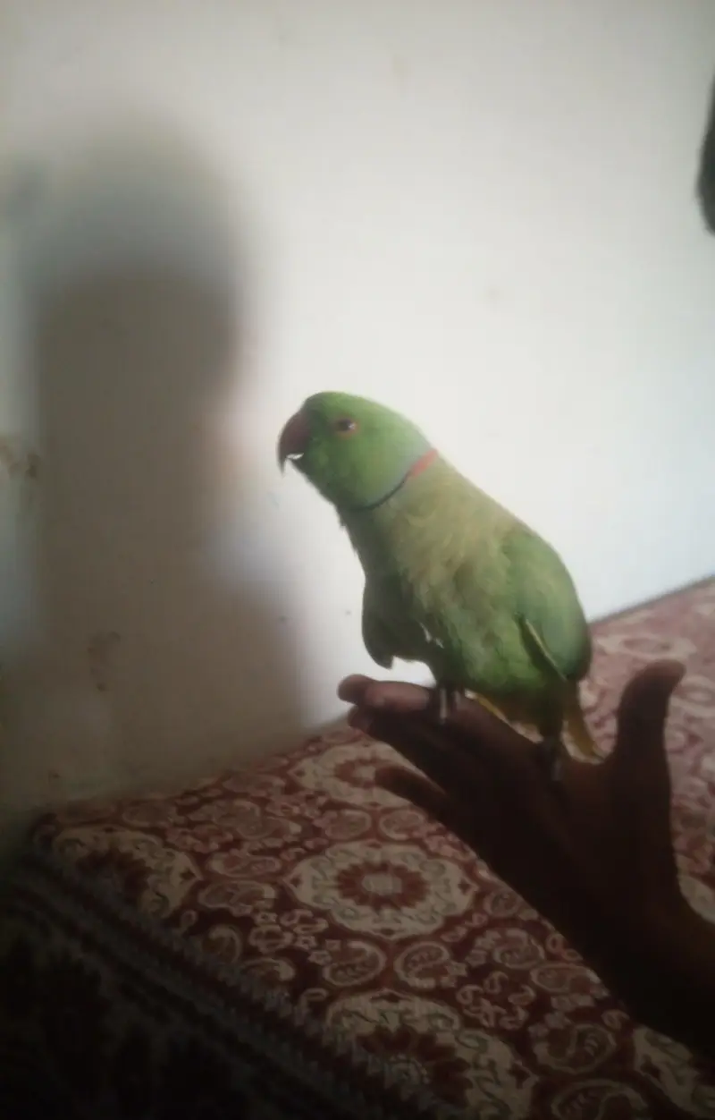 hand tam parrot — photo 5