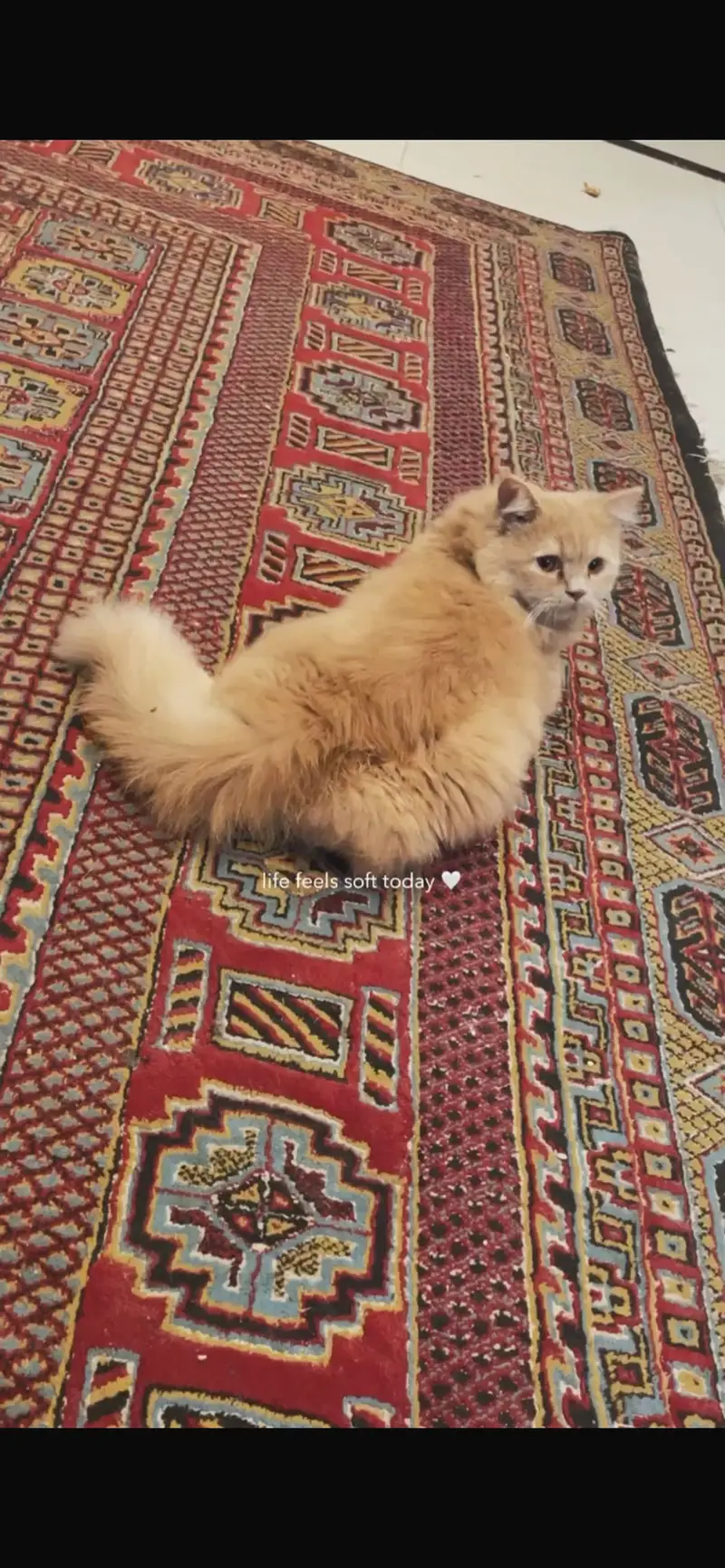 Fawn male cat