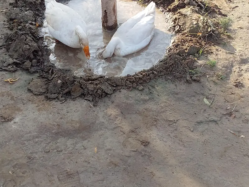 Ducks — photo 2