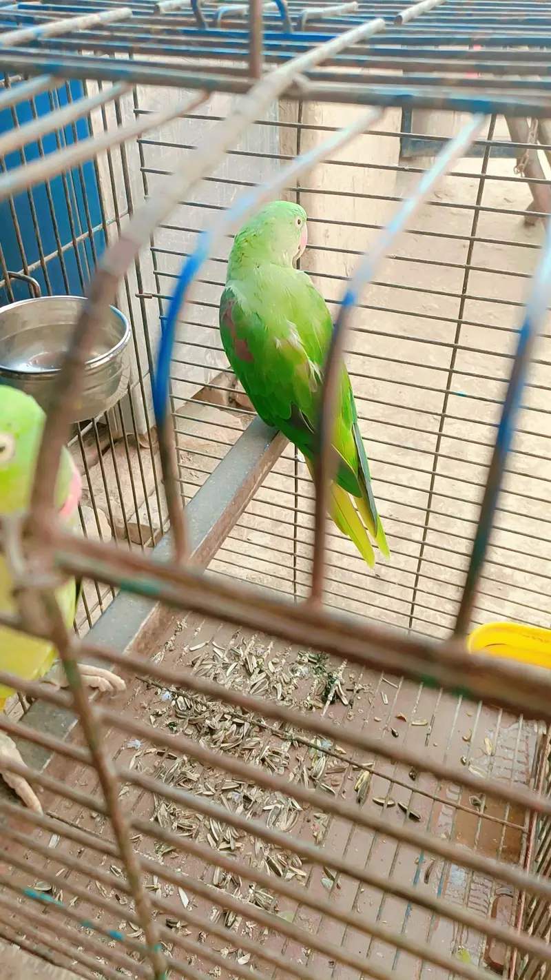 Beautiful Green Raw Parrot Pair | Healthy & Active | For Sale