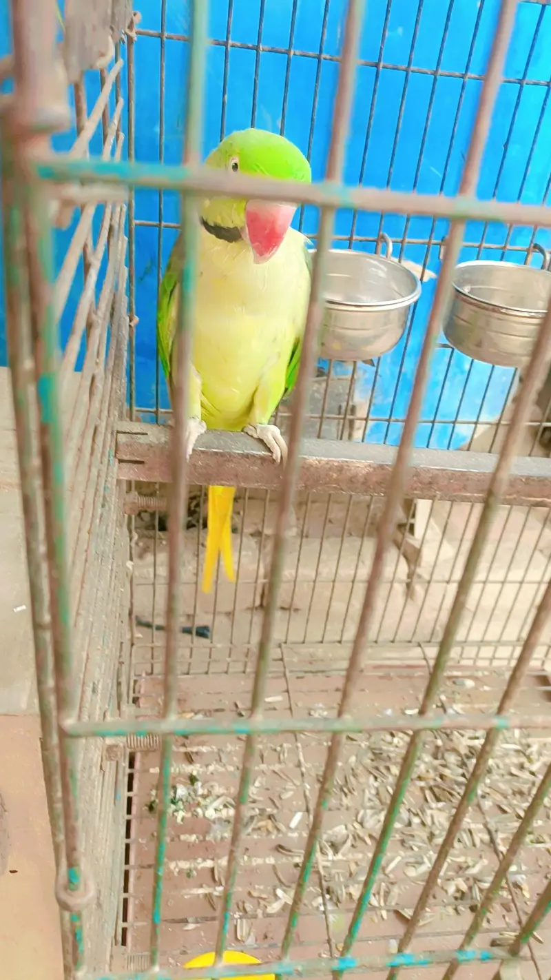 Beautiful Green Raw Parrot Pair | Healthy & Active | For Sale — photo 2