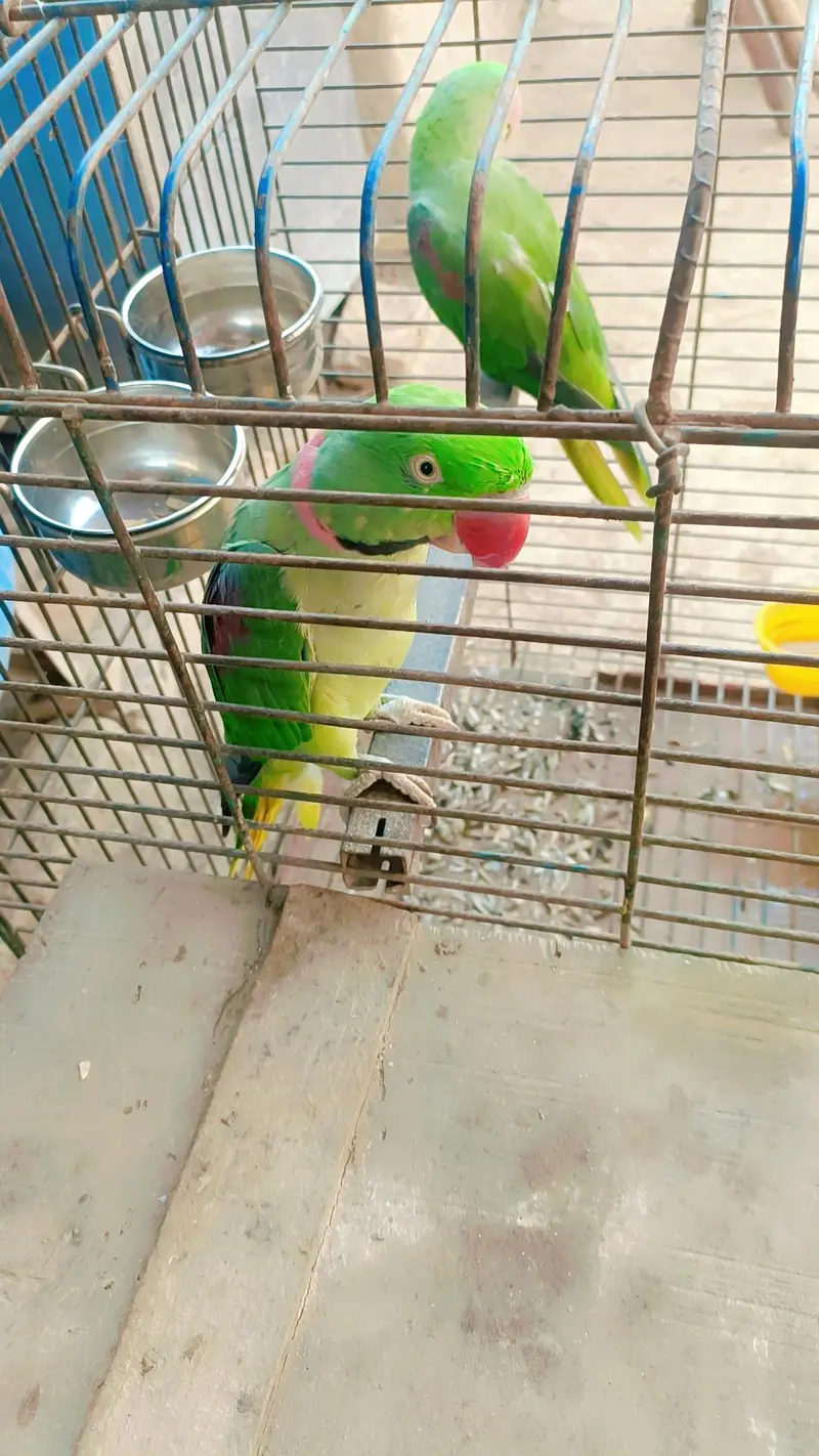 Beautiful Green Raw Parrot Pair | Healthy & Active | For Sale — photo 3