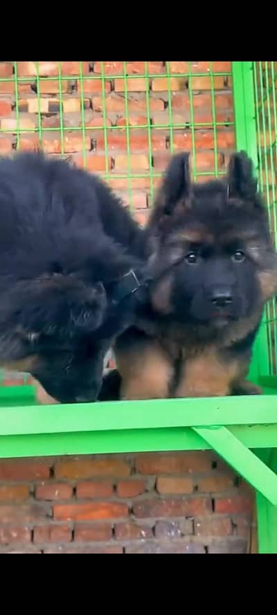 German Shepherd dog for sale327=42=47=133