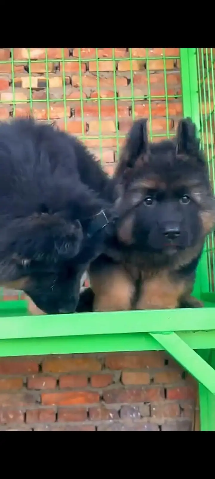 German Shepherd dog for sale327=42=47=133