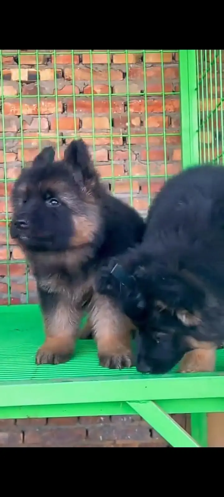 German Shepherd dog for sale327=42=47=133 — photo 2