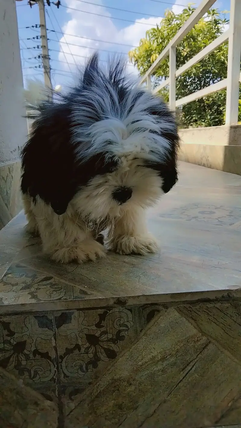 Toy bread dog  for sale