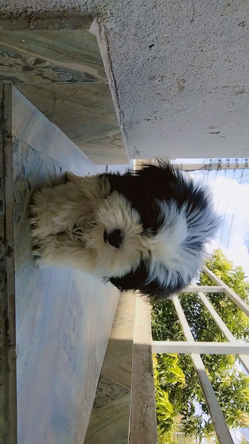 Toy bread dog  for sale — photo 2