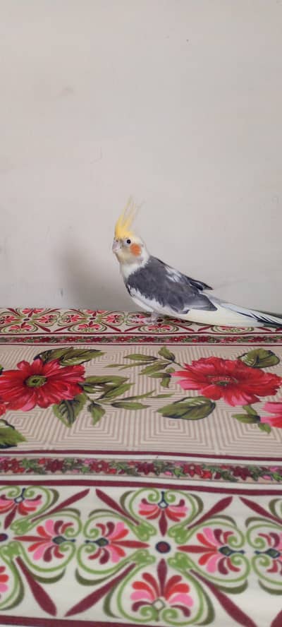 two breeder male white zero bite or grey small bite fly zero for sale