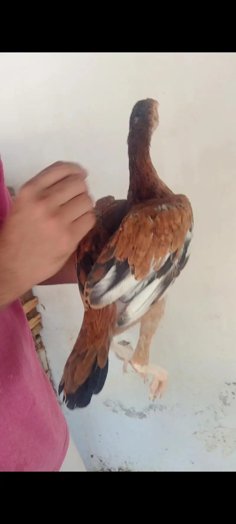 Aseel pair — photo 2