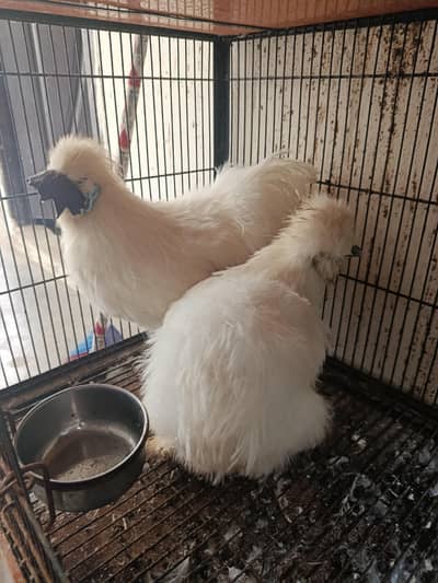 White silky. golden heavy buff. shamoo 03067901675