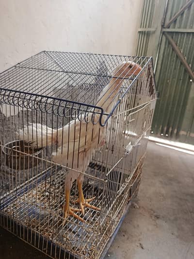 White silky. golden heavy buff. shamoo 03067901675