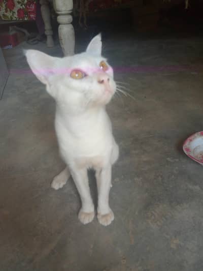bili cat