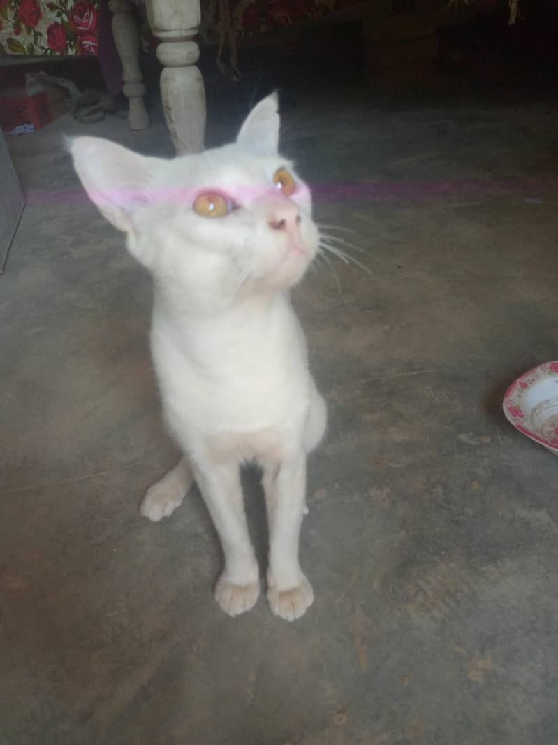 bili cat 0