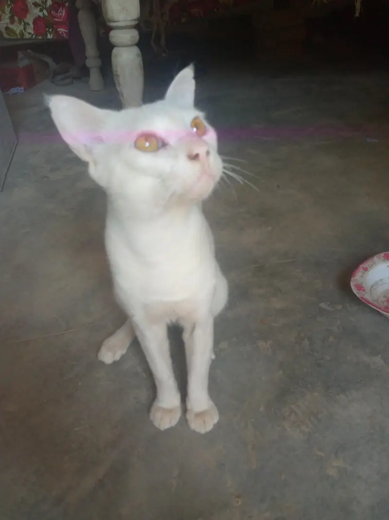 bili cat