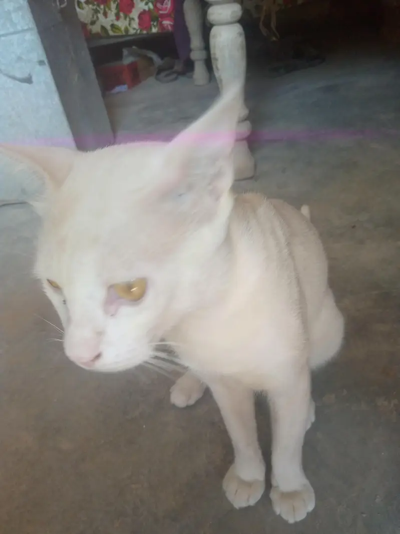 bili cat — photo 2