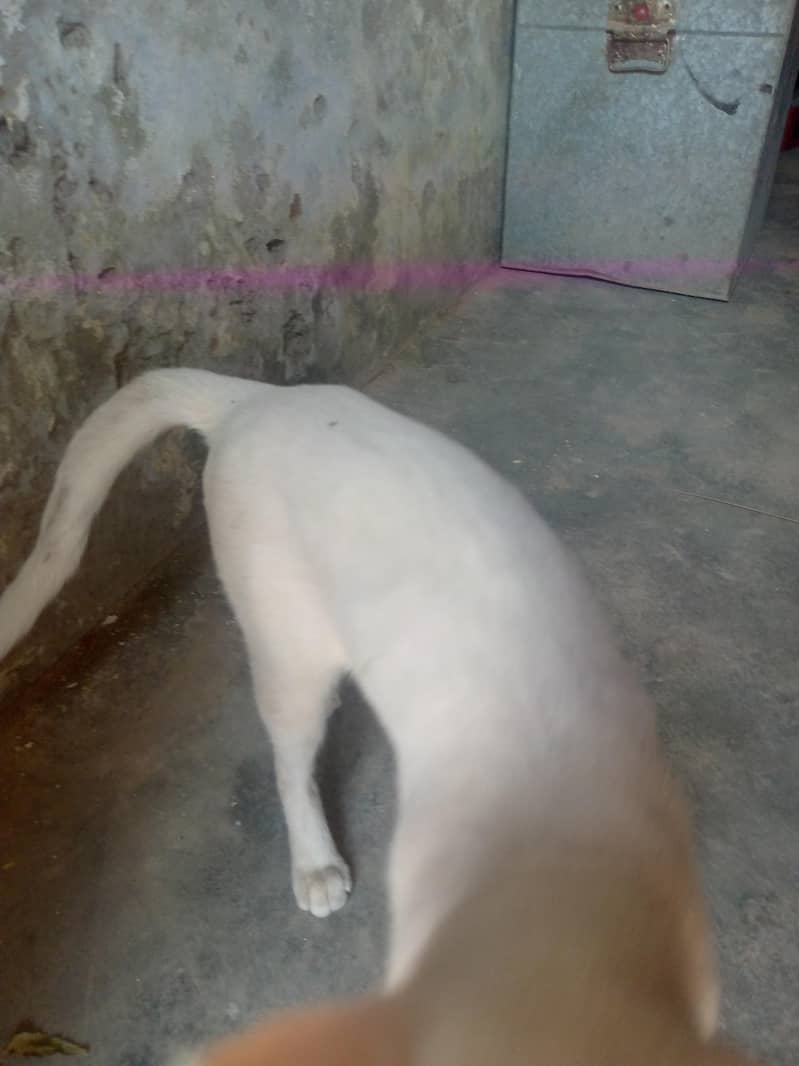 bili cat 2