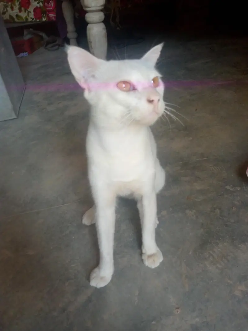 bili cat — photo 4