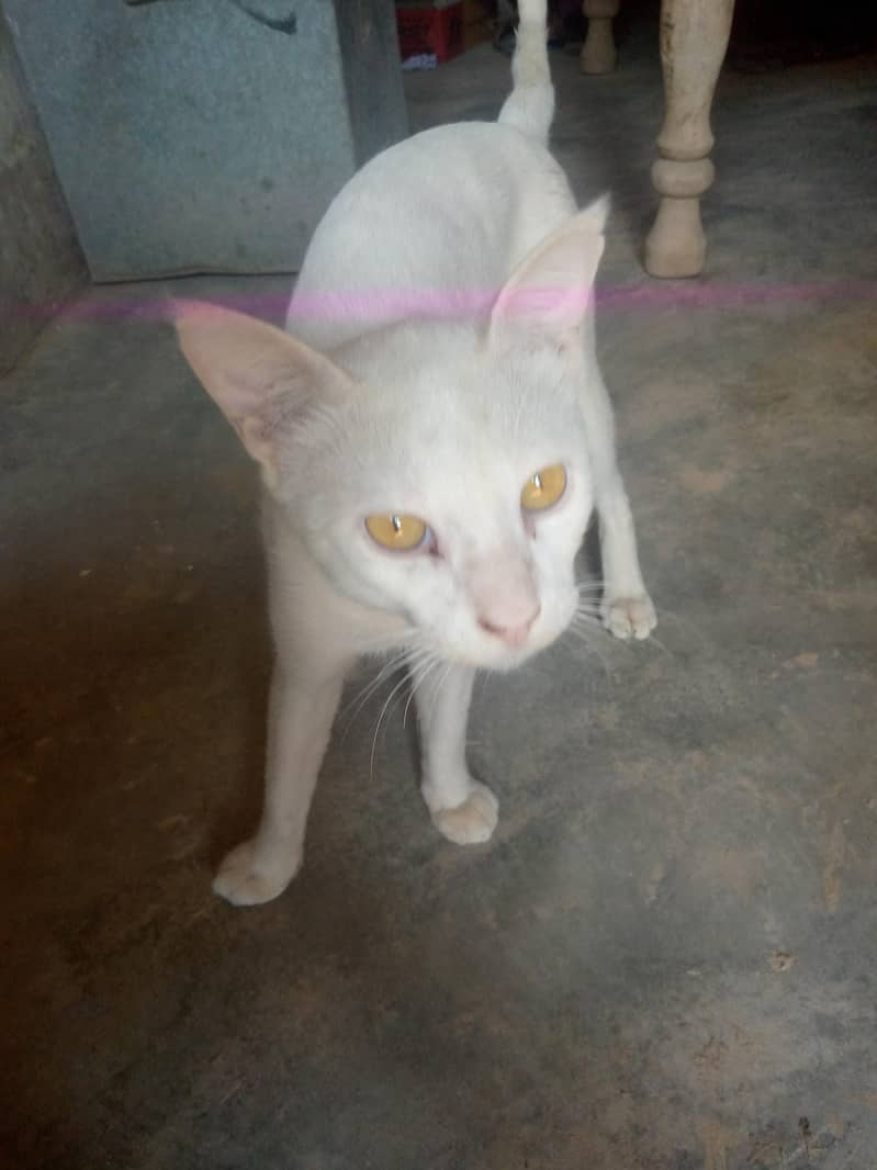 bili cat 4