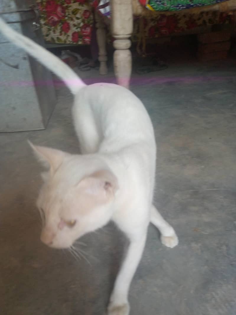 bili cat 5