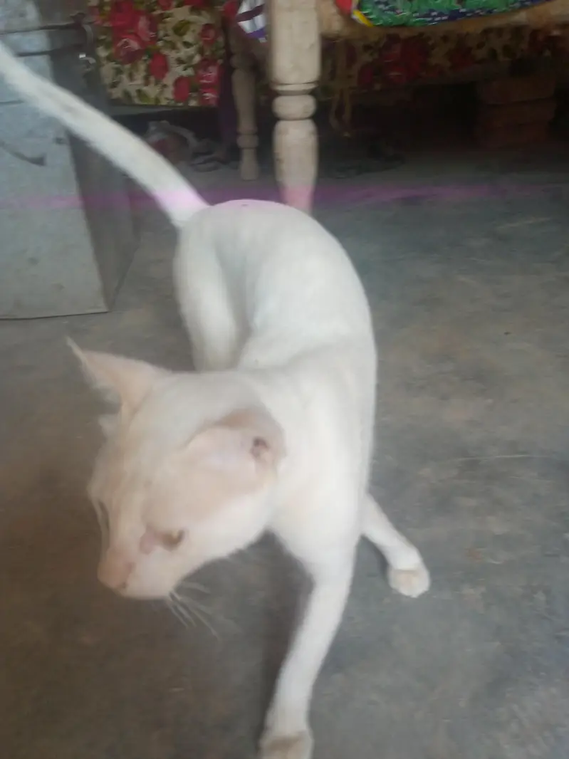 bili cat — photo 6