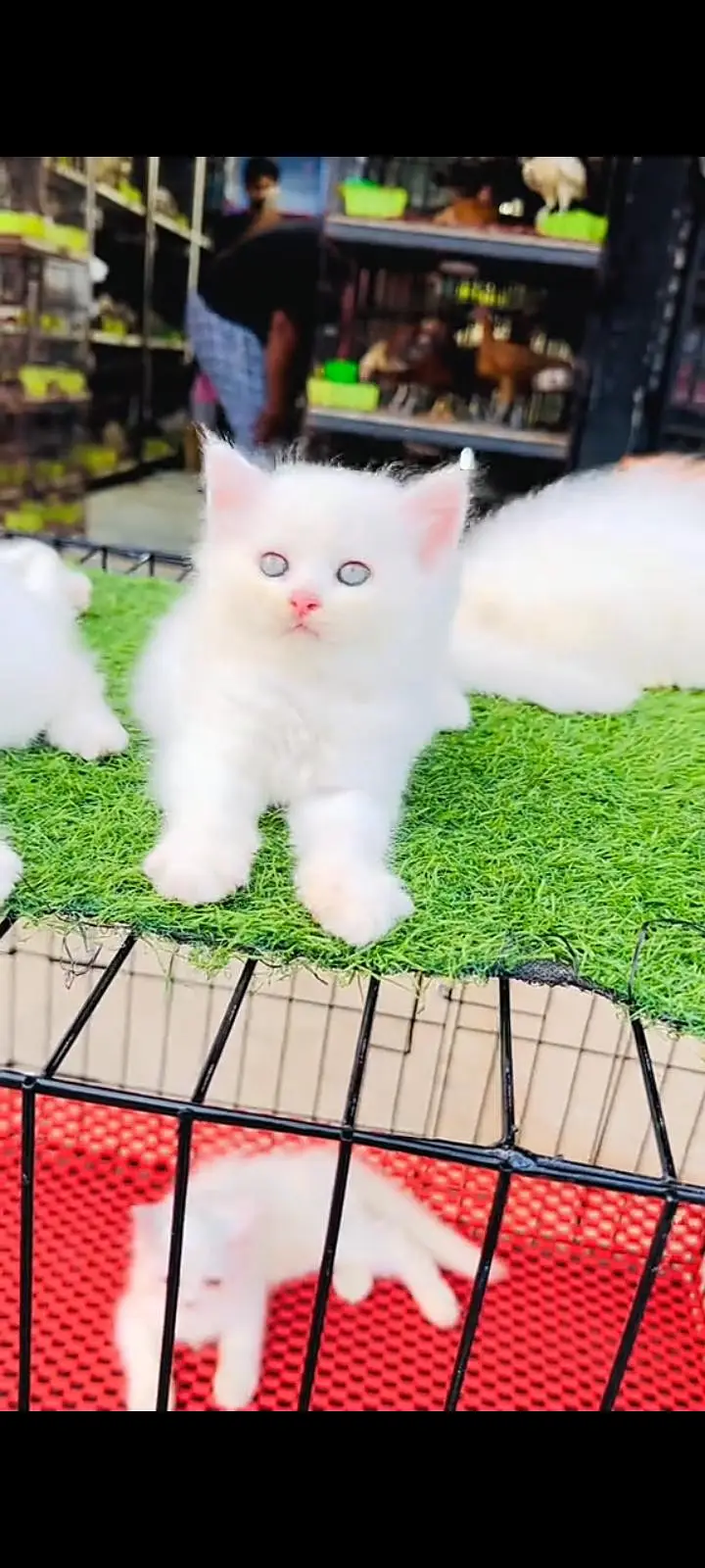 Persian cat for sale male or femalele327=42=47=133