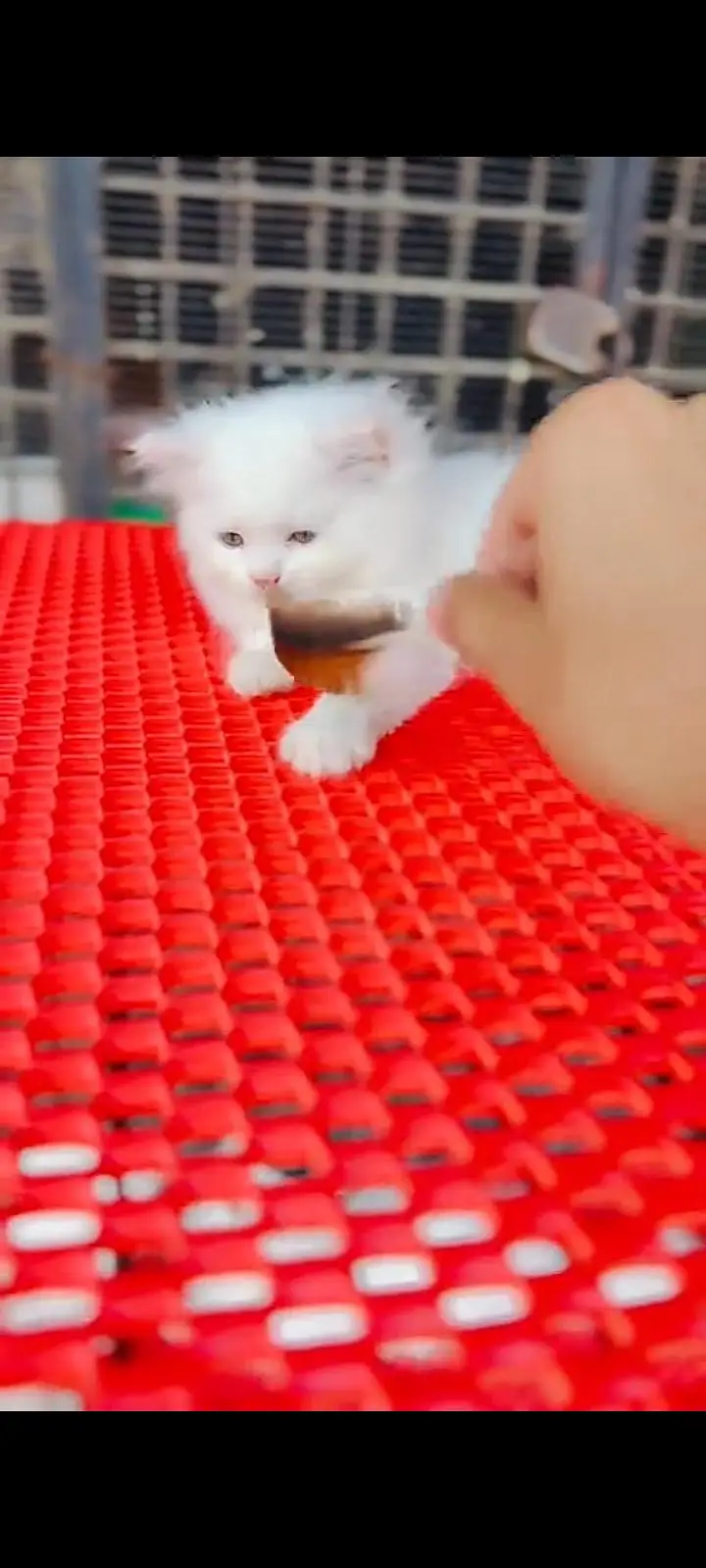 Persian cat for sale male or femalele327=42=47=133 — photo 2