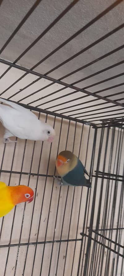 sirf bird shoqeen ky liye brder pair for sale madni chowk kumharanwala