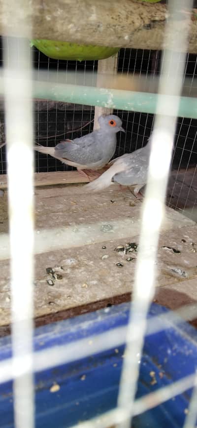 Diamond Dove Pair