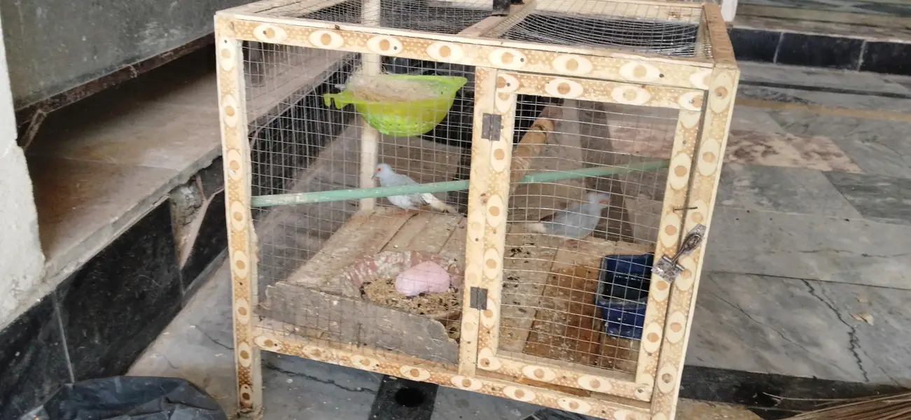 Diamond Dove Pair — photo 2