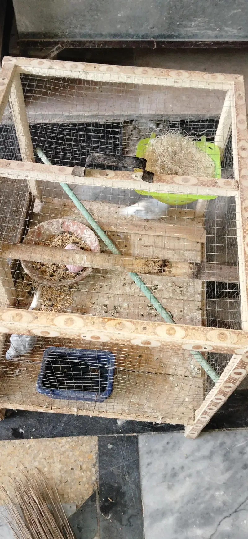 Diamond Dove Pair — photo 5